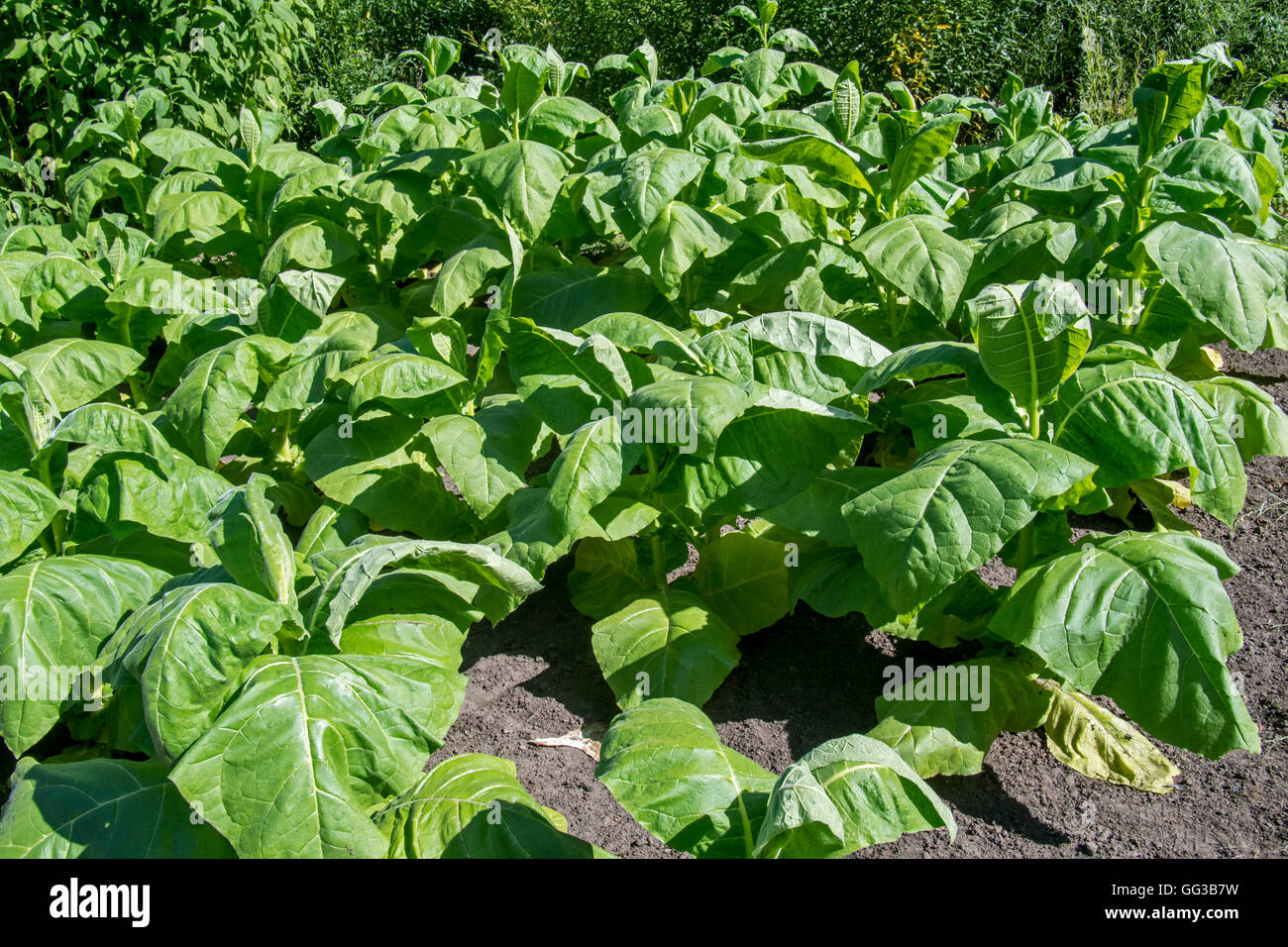 Hibiscus Seeds 1000 Wisconsin 901 Tobacco Seeds