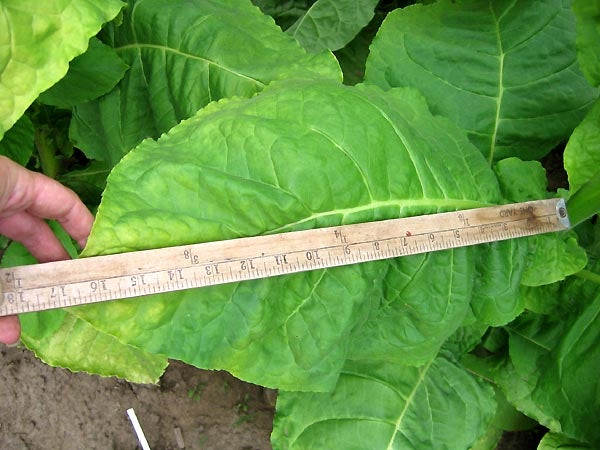 wild bill's tobacco near me Wild Bill's Tobacco