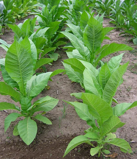 pesticide free tobacco Yellow Gold
