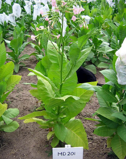 harrow velvet tobacco Burley Tobacco Seeds - 