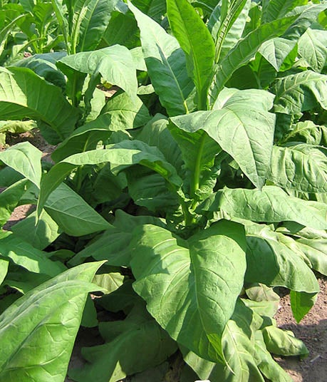 virginia tobacco seeds for sale 355, Seed shaped flowers Virginia Tobacco 'Virginia Gold' (Nicotiana