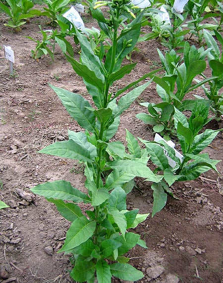 black sea samsun tobacco Oriental Tobacco Seeds Black Sea Sasmsun Non-GMO Pesticide-free