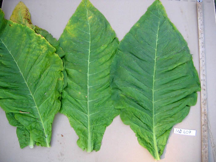harrow velvet tobacco Where To Buy 1000 Harrow Velvet Tobacco Seeds