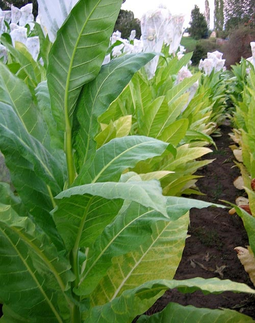 Burley Tobacco Seeds - 