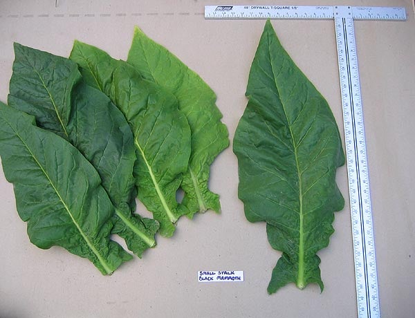 Burley Tobacco Seeds Canada - 