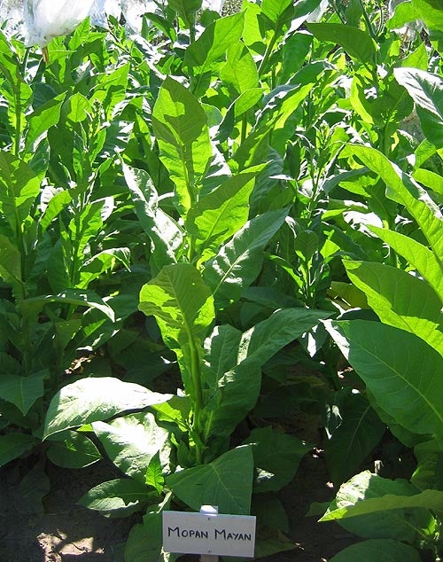 808 tobacco 808 TOBACCO - Updated June 2026 - 830 Kilauea Ave, Hilo, Hawaii - Tobacco Shops - Phone Number 808 tobacco 808 TOBACCO - Updated June 2026 - 830 Kilauea Ave, Hilo, Hawaii - Tobacco Shops - Phone Number