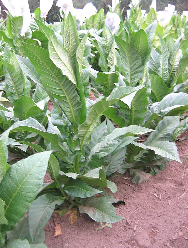 tennessee-red-leaf-tobacco-seeds-canada-non-gmo-pesticide-free