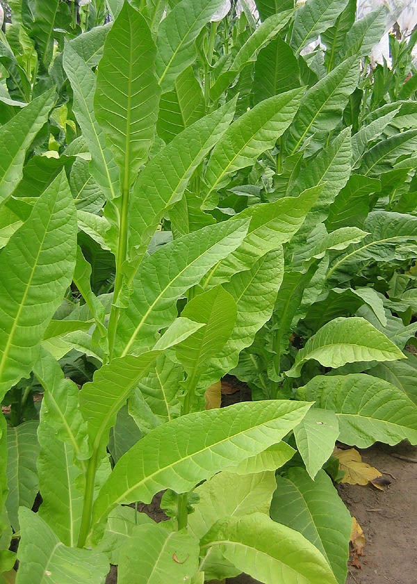 tennessee tobacco Tennessee Red Leaf Tobacco Seeds Canada - Non-GMO Pesticide Free