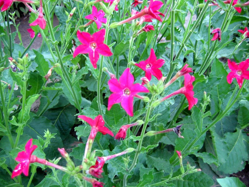 Tobacco Seeds 