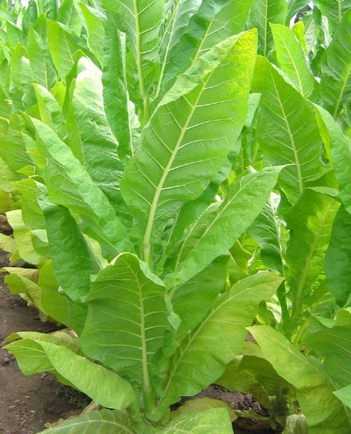 tobacco grown in canada Home