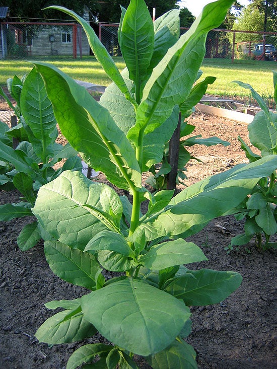 Oriental Basma Tobacco Seeds Non-GMO, Pesticide-free